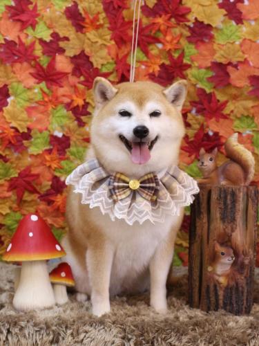 20241124初ちゃん